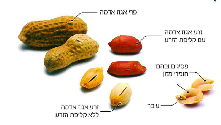 (בספר 4 תמונות)